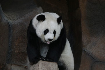 Obraz premium Female Panda in Thailand