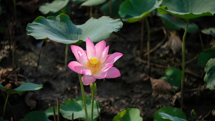 Fresh pink lotus flower. Close focus of a beautiful pink lotus flower with copy space for text or advertising. The background is the pink lotus flowers and yellow lotus bud in a pond