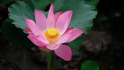 Macro photo of pink lotus flower. Close up photo of a beautiful pink lotus flower with copy space for text or advertising. The background is the pink lotus flowers and yellow lotus bud in a pond