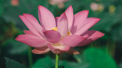 Obraz premium Fresh pink lotus flower. Royalty high-quality free stock image of a beautiful pink lotus flower. The background is the pink lotus flowers and yellow lotus bud in a pond. Peace scene in a countryside
