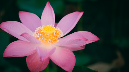 Fresh pink lotus flower. Royalty high-quality free stock image of a beautiful pink lotus flower....