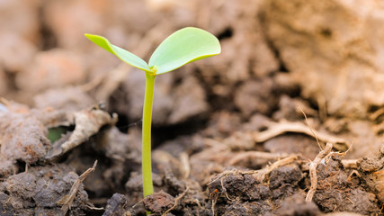 Agriculture and seedling tree concept with macro photo of seedling tree. Royalty high quality free stock image of close up seedling tree in sunlight