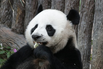 Obraz na płótnie Canvas Close-up Giant Panda Face, Chuang Chuang, Chiangmai Zoo, Thailand