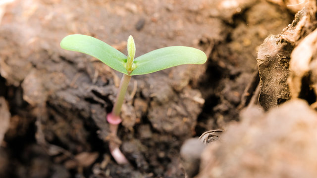 Agriculture and seedling tree concept with macro photo of seedling tree. Royalty high quality free stock image of close up seedling tree in sunlight