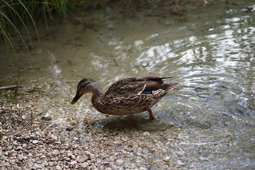 Ente am Seeufer