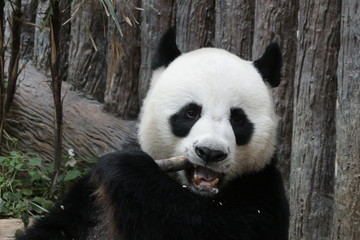 Close-up Giant Panda Face, Chuang Chuang, Chiangmai Zoo, Thailand