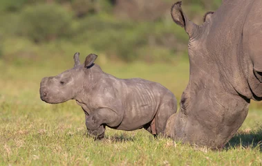 Crédence de cuisine en verre imprimé Rhinocéros Bébé rhinocéros ou rhinocéros