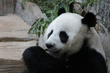 Fototapeta premium Male Giant Panda , Chuang Chuang, Chiangmai Zoo, Thailand