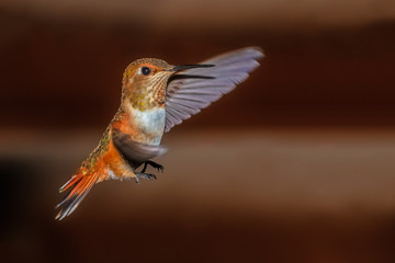 Hummingbird in flight prepairing to land