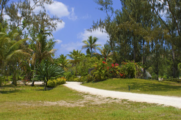 lush garden with road.