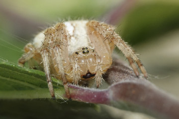 Cross spider (Araneus diadematus)