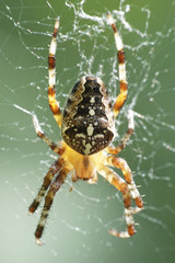 Cross spider (Araneus diadematus)