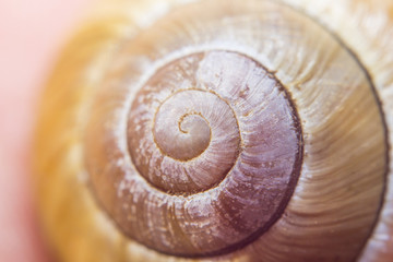 Snail shell spiral carbon house seashell found on an island during vacation