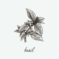 basil. natural herbs. sketch on grey