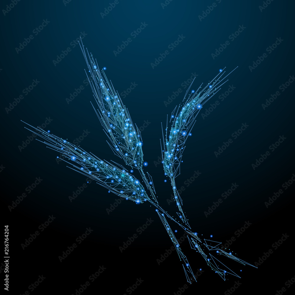 Poster Abstract image of a Wholewheat in the form of a starry sky or space, consisting of points, lines, and shapes in the form of planets, stars and the universe. Vegetables wireframe concept