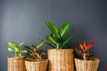 Aglaonema  or Chinese Erergreen in wicker baskets