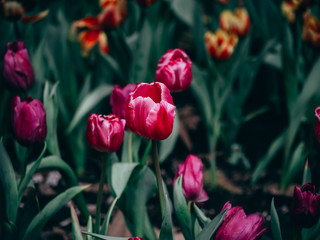 Colorful tulips flowers in the garden. Beautiful bouquet of tulips.