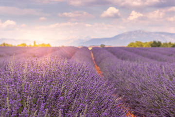 Plakat Champ de lavande de Valensole