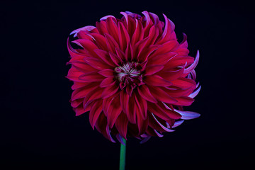 Red Rooster Dahlia isolated with black background