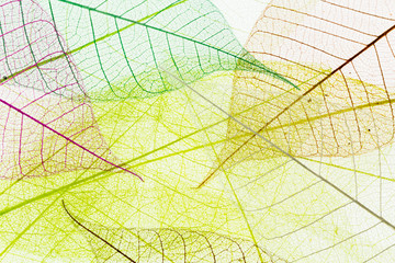 fond de feuilles translucides