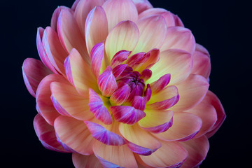 Bright colorful dahlia