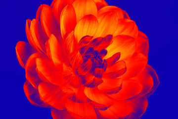 Bright colorful dahlia