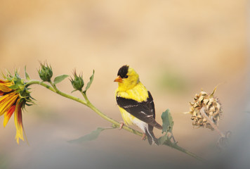 Lesser Gold Finch
