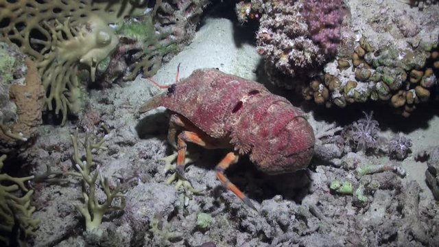 Scyllarides haanii Humpbacked slipper lobster on seabed of Red sea. Crayfish without claws with broad shell crawls under water in search of food.