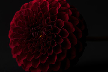 Beautiful red dahlia flower