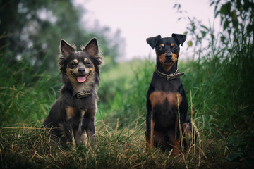 Portrait Zwergpinscher und Chihuahua hunde sitzen nebeneinander im gras in der natur mit himme im...