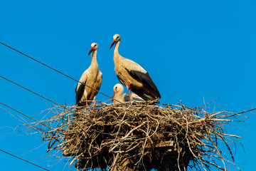 Fototapeta premium White storks (Ciconia ciconia) in the nest on the pole