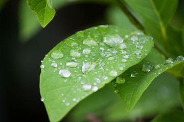 rainwater on the leaf