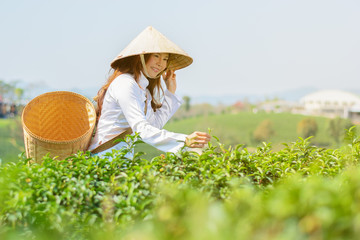 People harvest tea leaves in the morning tea plantations.
