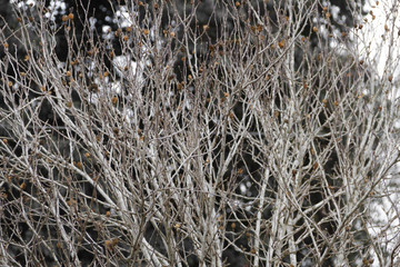 branches of the tree naked by the cold in autumn winter