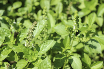Flowering Basil, an aromatic plant growing in the garden, great spice