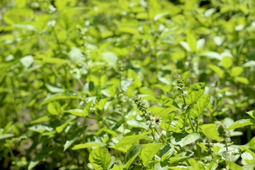 Flowering Basil, an aromatic plant growing in the garden, great spice