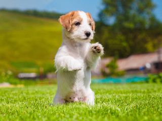 Jack Russell puppy.	