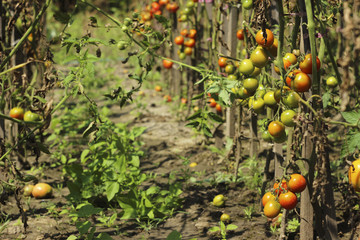 Sick tomatoes in the garden, the vegetables infected with late blight, a blight on the crop
