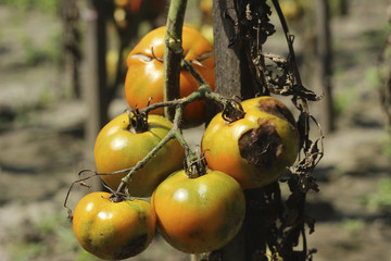 Sick tomatoes in the garden, the vegetables infected with late blight, a blight on the crop