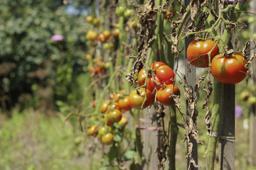 Sick tomatoes in the garden, the vegetables infected with late blight, a blight on the crop