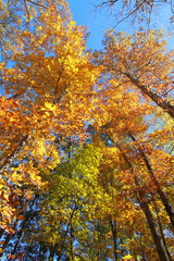 Fototapeta premium Fall colors