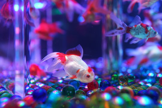 9 959 Best 金魚 Images Stock Photos Vectors Adobe Stock
