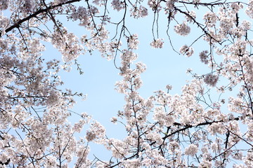 桜空