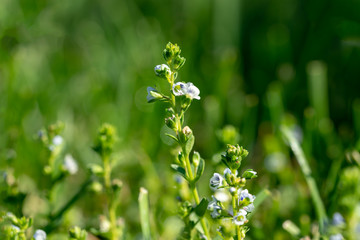 Fresh green grass with water drops, Dewy meadow grass at dawn. Blue green background