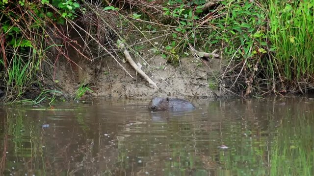 Beaver in nature
