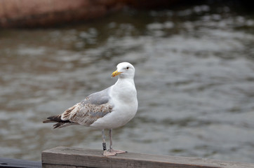 Ringed seagull in the Bay of Oslo in front of the modern building of the Opera.

