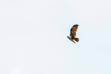 Sea Eagle on sky clouds Beautiful Tropical Beach blue ocean background