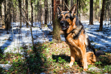 Dog German Shepherd in the forest in an early spring