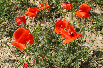 maki polne © katherine_gee