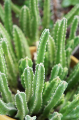 Stapelia grandiflora green cactus plant